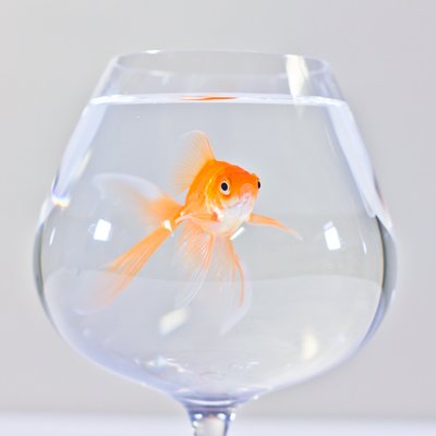 Mustard the fish
